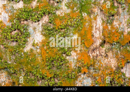 Orange Lichen on a tree trunk in tropical rainforest, Bellenden Ker, Queensland, QLD, Australia Stock Photo