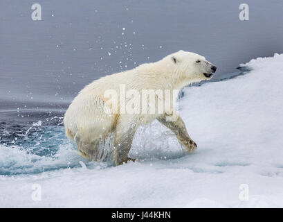 Polar bear in Artic climbing out of ocean on to ice Stock Photo
