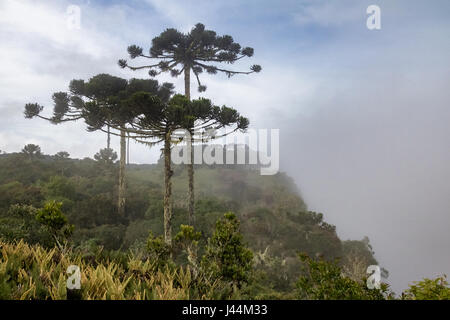 Araucaria angustifolia ( Brazilian pine) on a foggy day at Itaimbezinho Canyon in Aparados da Serra National Park - Cambara do Sul, Rio Grande do Sul, Stock Photo