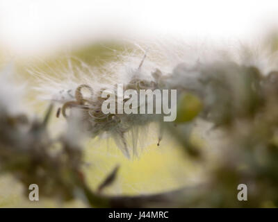 fluffy white details and texture on a tree outside macro close up late afternoon spring cool Stock Photo