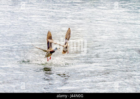 Image of a wild drake attacking a duck in flight over the river Stock Photo