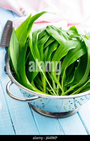 Ramson or wild garlic leaves in colander on kitchen table. Stock Photo