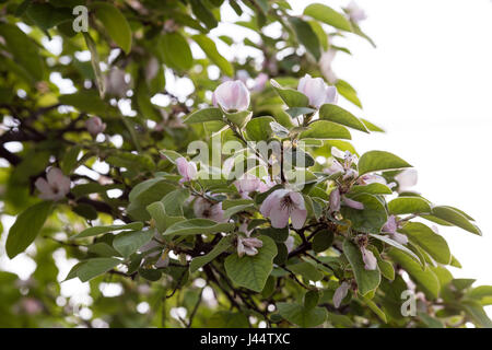 Quince flowers blossom. Cydonia oblonga flowers. Spring tree fruit blossoming. Stock Photo