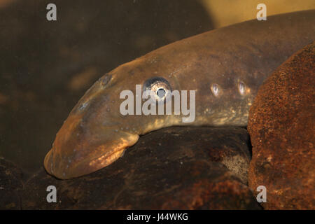 portrait of an adult female river lamprey Stock Photo