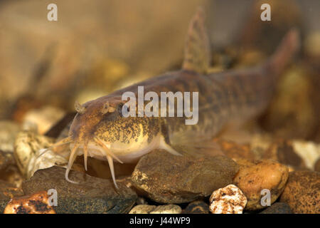adult stone loach in a stream on stones Stock Photo