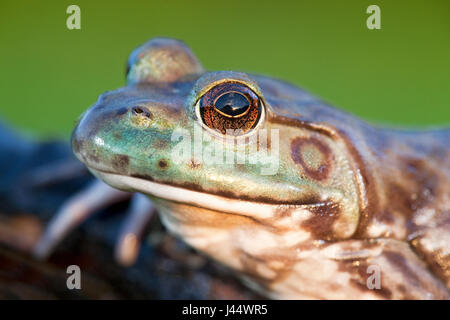 portret of a North American Bullfrog Stock Photo