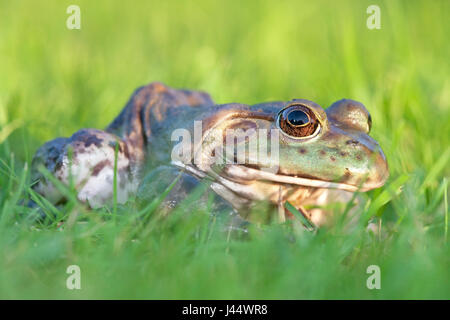 Foto van een Amerikaanse brulkikker zittend in het gras; photo of a North American Bullfrog sitting in green grass; Stock Photo