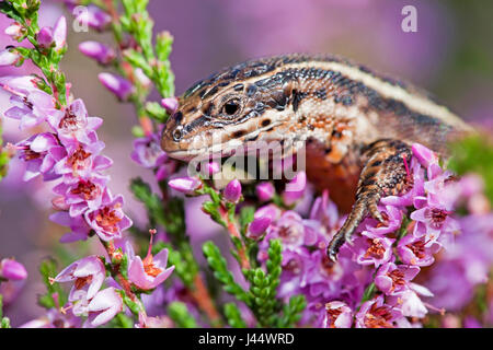 photo of a male common lizard basking on top of flowering heather Stock Photo