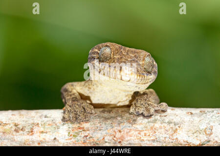 portrait of a turnip-tailed gecko Stock Photo