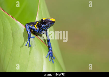 photo of a dyeing dart frog crawling out of a green leaf Stock Photo
