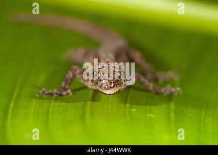 Photo of a Bridled forest gecko on a green leaf Stock Photo