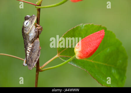 photo of a rattle voiced tree frog on a branch Stock Photo