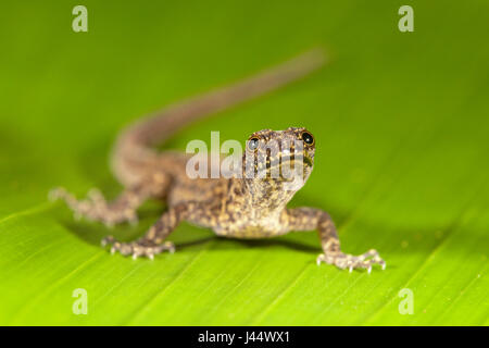 Photo of a Bridled forest gecko on a green leaf Stock Photo