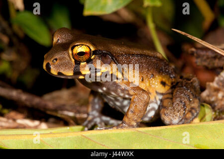 Photo of a Knudsen's thin-toed frog Stock Photo