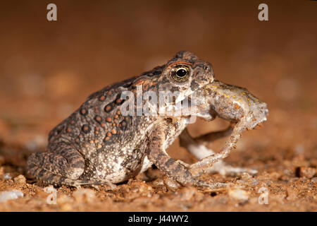 photo of a cane toad eating another juvenile cane toad Stock Photo
