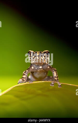 photo of a Tukeit hill frog resting on a green leaf against a green background