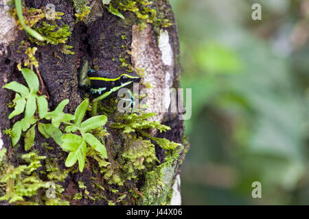 photo of a three-striped poison dart frog sitting in a tree hole Stock Photo