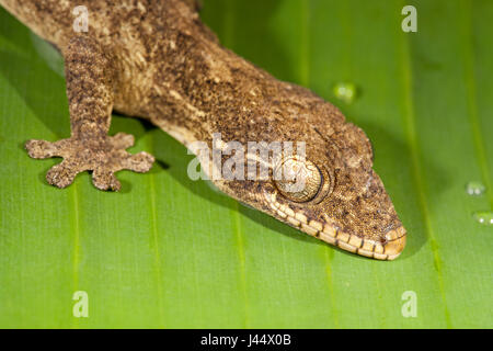 portrait of a turnip-tailed gecko Stock Photo