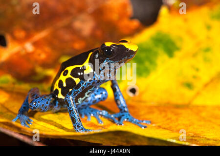 photo of the Dyeing dart frog on the forest floor between coloured leafs Stock Photo