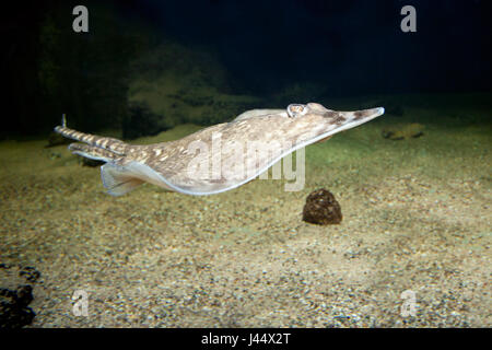 Foto van een zwemmende stekelrog; photo of a swimming thornback ray; Stock Photo