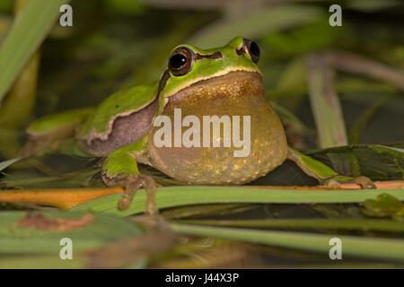 Calling male tree frog in the water Stock Photo