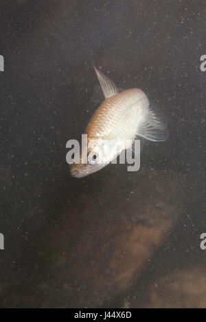 vertical photo of a swimming Topmouth gudgeon Stock Photo