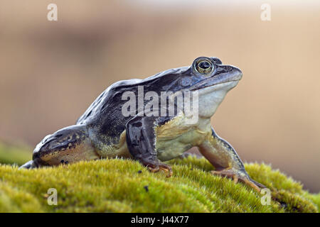 Blue male moor frog on land Stock Photo