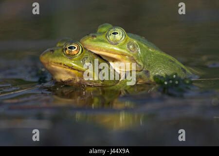 a pair of mating pool frogs in the water Stock Photo