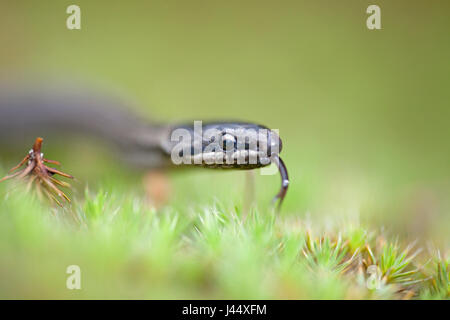 portrait of a juvenile smooth snake against a green background Stock Photo