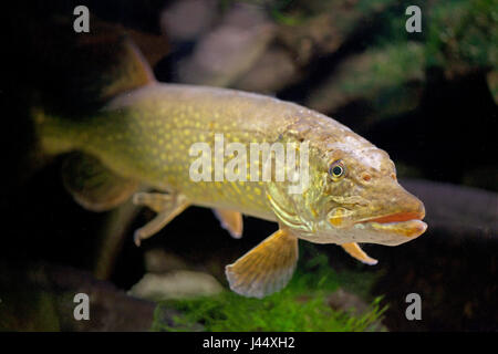 photo of a large adult pike Stock Photo