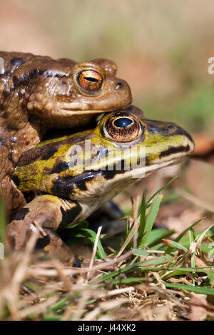 photo of a mistake mating bewteen a common toad and green frog Stock Photo