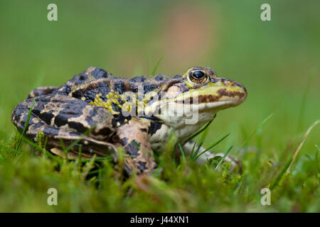 photo of a marsh frog in green grass against a green background Stock Photo