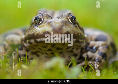 frontal portrait of a marsh frog Stock Photo
