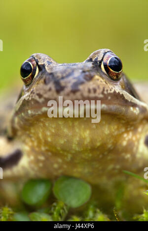 vertical portait of a female common frog against a green background Stock Photo