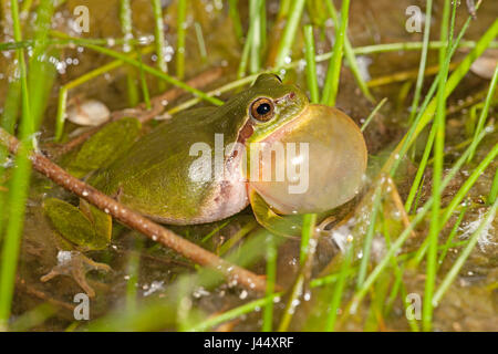 photo of a calling male common tree frog Stock Photo