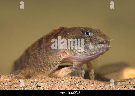Tubenose goby in typical position standing on its bellyfin Stock Photo