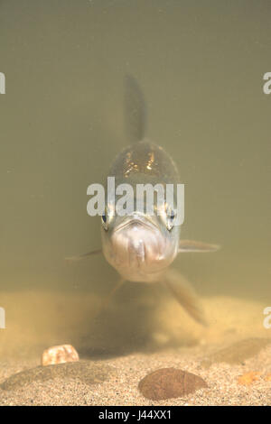 Vertical picture of an Asp (portrait) Stock Photo