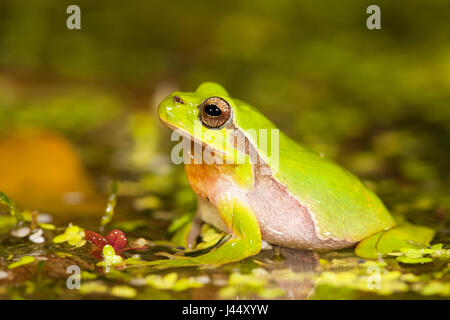 photo of a male common tree frog in the breeding pond at night Stock Photo