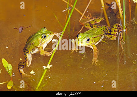 photo of two male pool frogs in their breeding pond at night Stock Photo