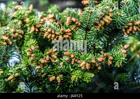 Small pinecone on a pine tree in garden, spring time. Stock Photo