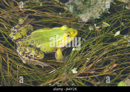 photo of a male pool frog in the water Stock Photo