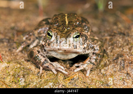 photo of a natterjack toad with its stripe on the back well visible Stock Photo