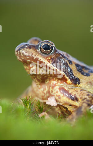 vertical portrait of a female common frog Stock Photo