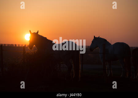 Horses at sunset in the field, France Stock Photo