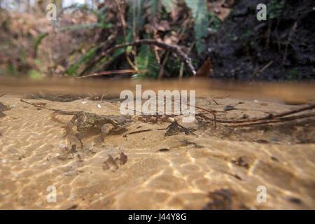 photo of a common frog swimming underwater in a stream Stock Photo