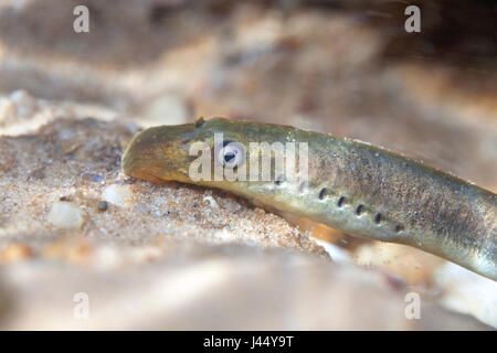 portrait of a brook lamprey Stock Photo