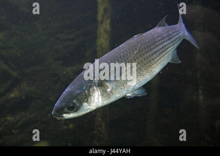 Swimming thicklip grey mullet (Chelon labrosus) Stock Photo