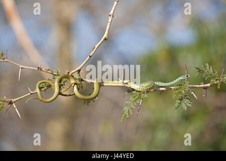 Philothamnus semivariegatus; Spotted Bush Snake; Stock Photo