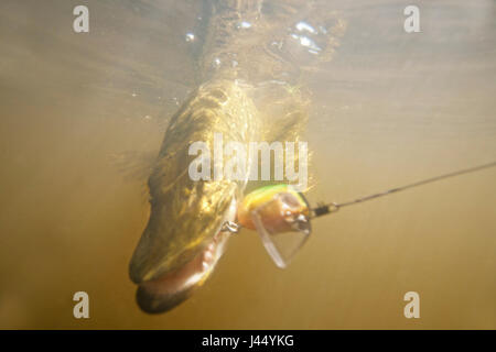 Metal fishing lures spinner baits for fish with sharp treble hooks for  fishing close-up on a spinning on a blurred background. Stock Photo