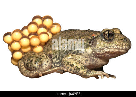 Common midwife toad with eggs against a white background (rendered) Stock Photo